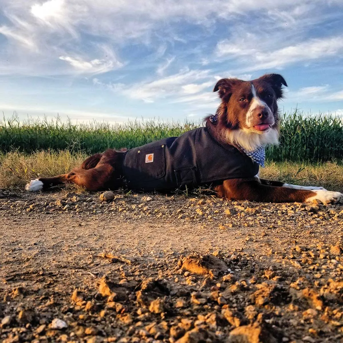 Carhartt Hunting/Tech Dog Chore Coat