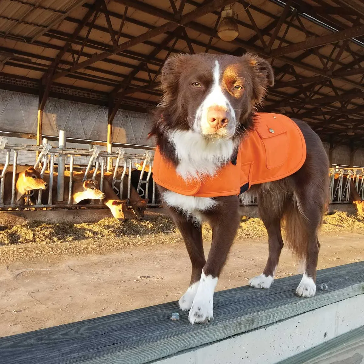 Carhartt Hunting/Tech Dog Chore Coat